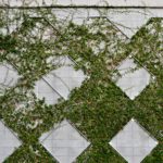 Vines on Wall