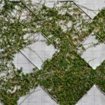 vines