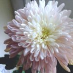 Dahlia_thehonestshruth