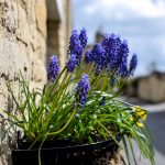 The Cotswolds
