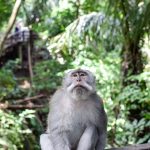 Ubud_Pictures -0805