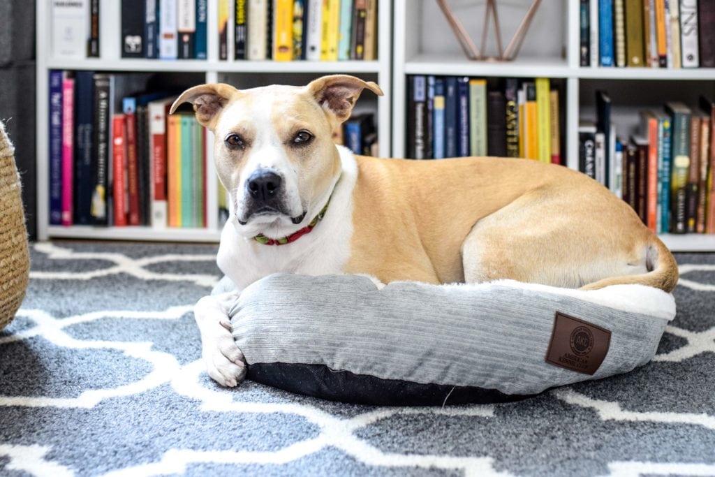 Big lots dog discount beds