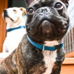 Brandless Collars are the Best Dog Collars on the Market Right Now