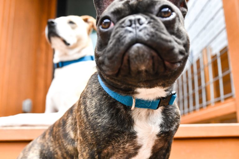 Brandless Collars are the Best Dog Collars on the Market Right Now