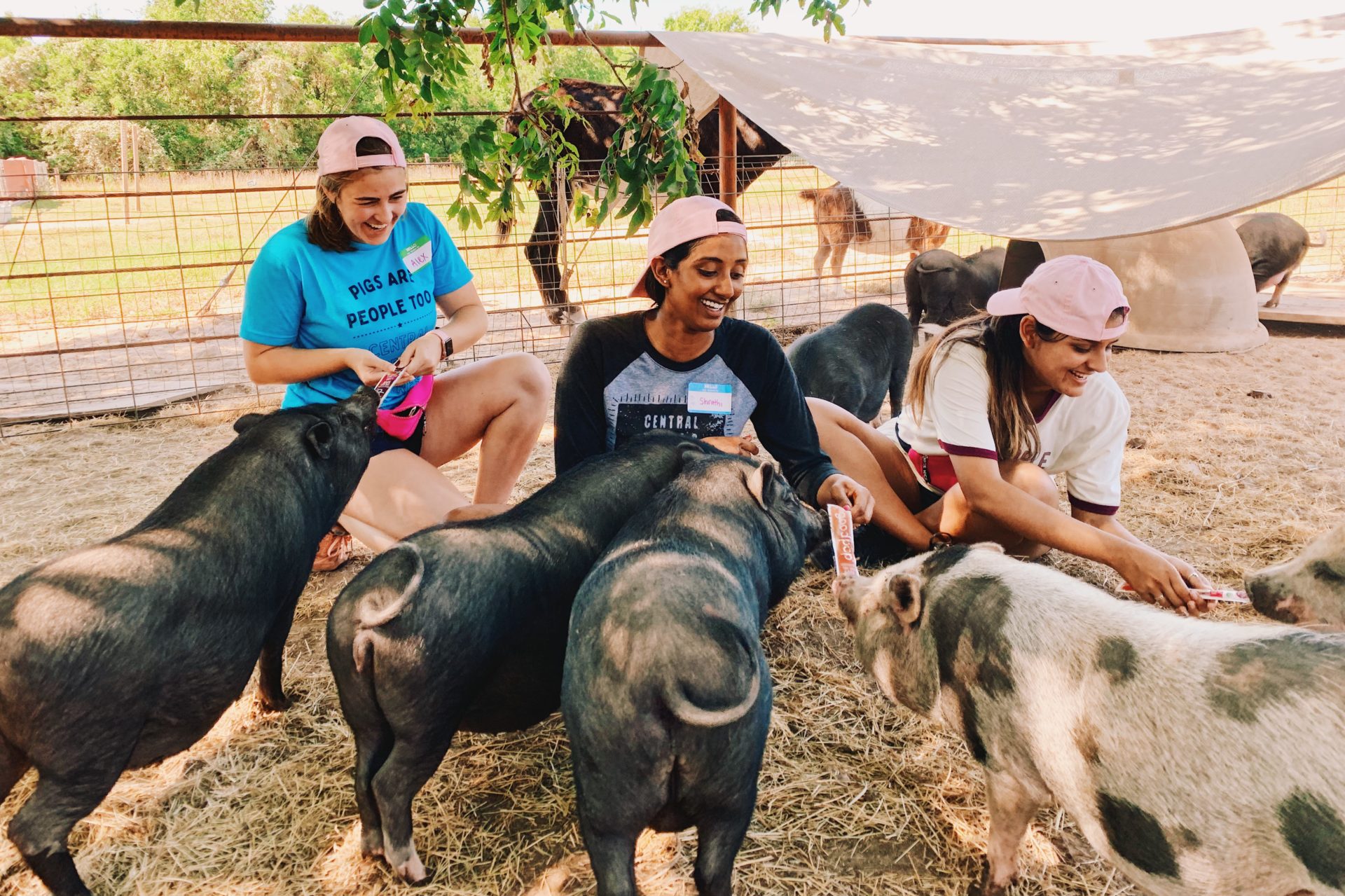 Volunteering with Central Texas Pig Rescue and Why Generosity Breeds