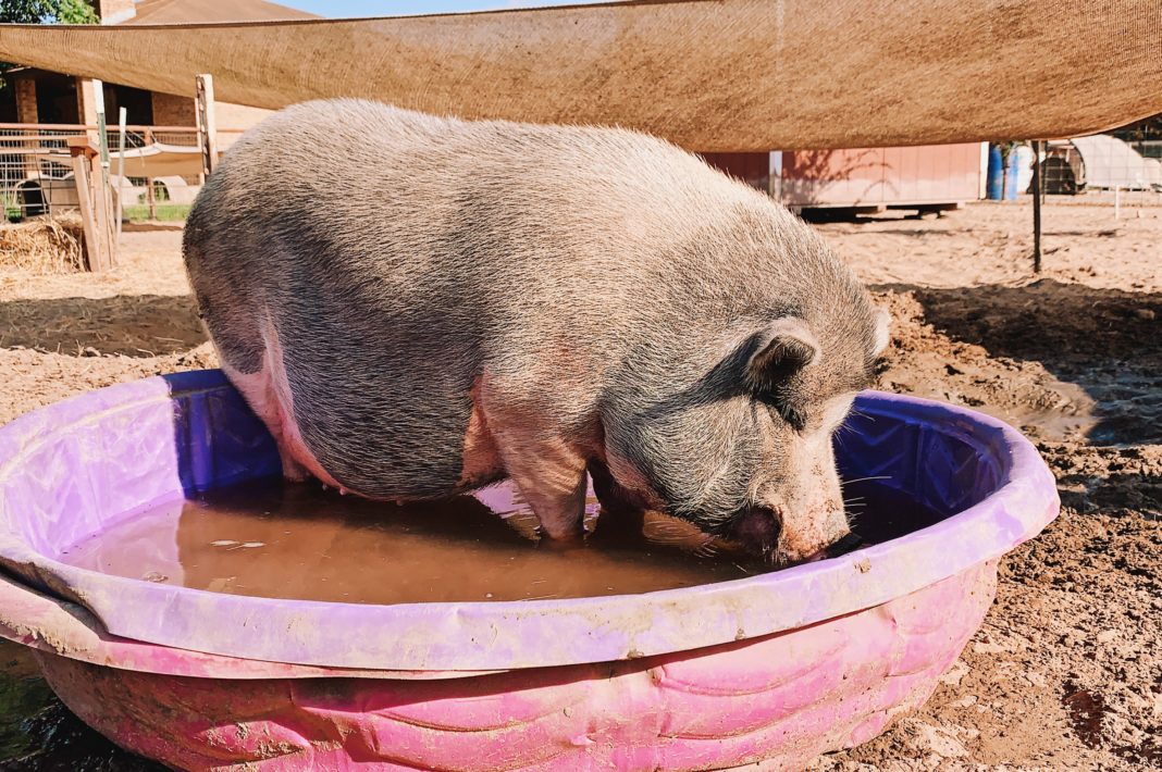 Volunteering with Central Texas Pig Rescue and Why Generosity Breeds
