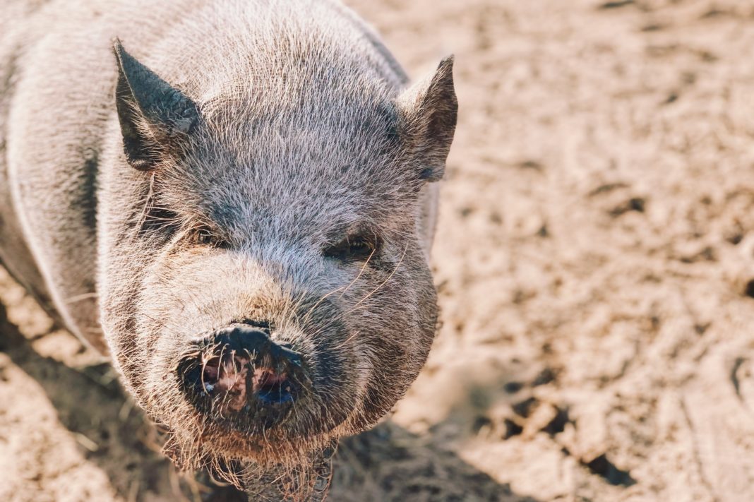 Volunteering with Central Texas Pig Rescue and Why Generosity Breeds